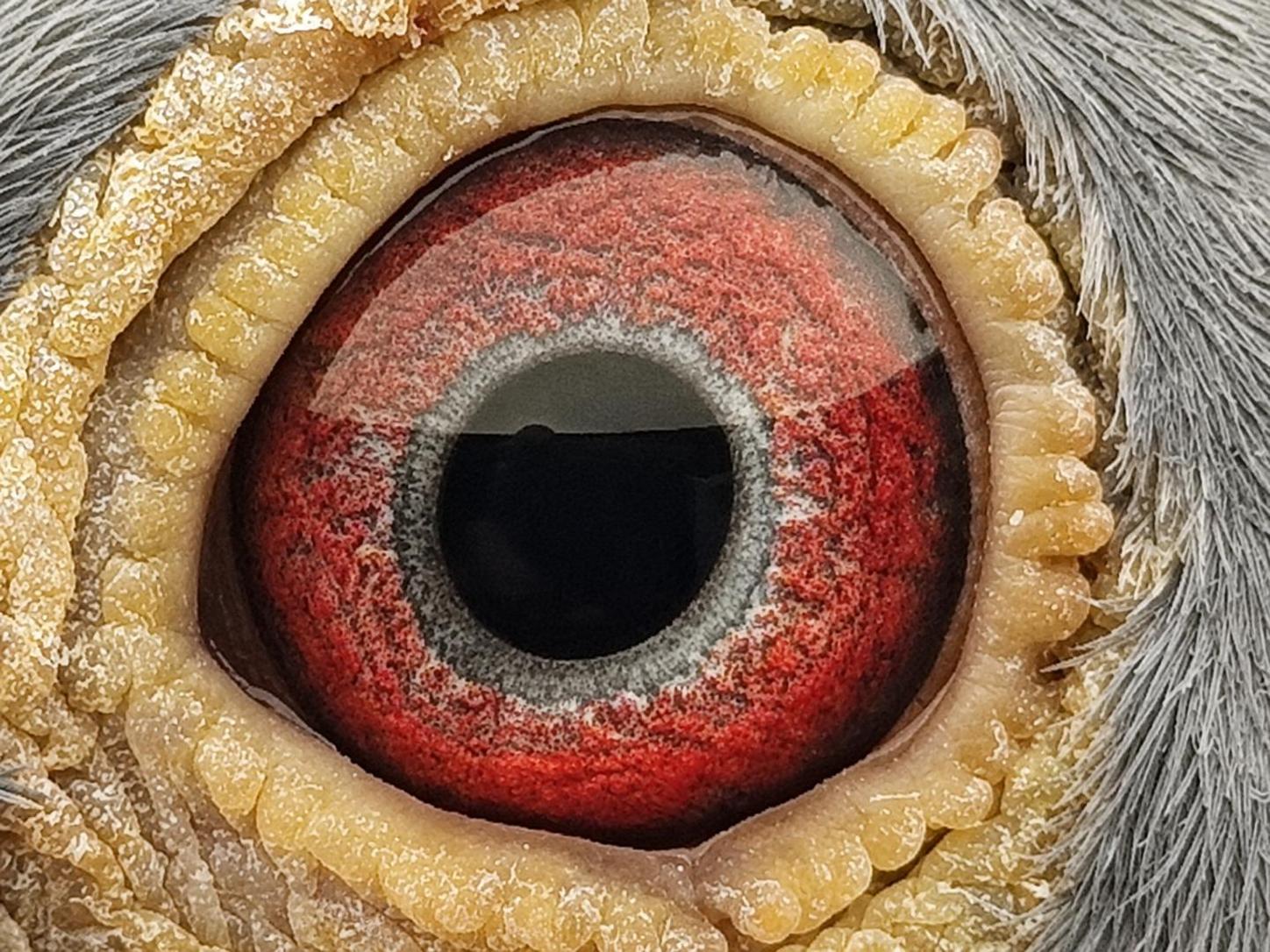 Pigeon eye